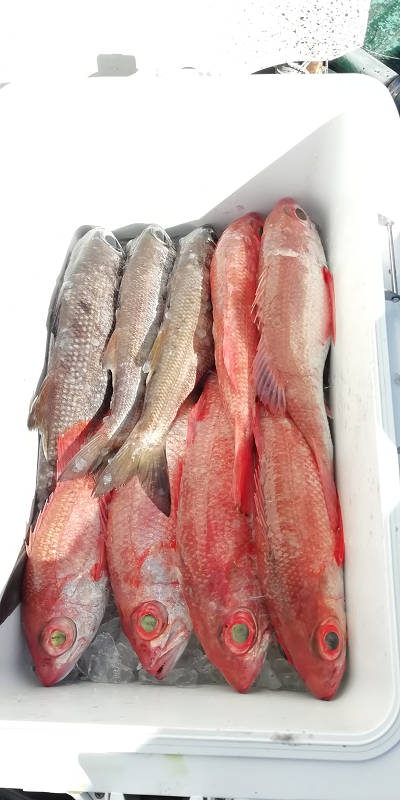 [Cނ