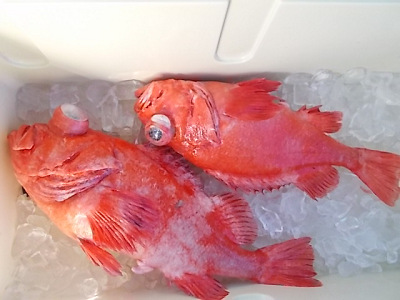 深海釣り