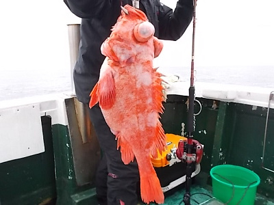 アコウ