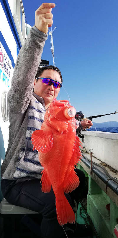 アコウ