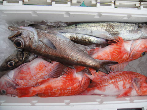 [Cނ