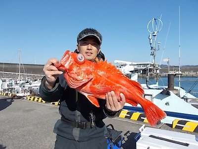 アコウ