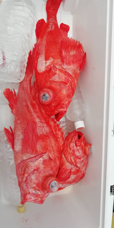 深海釣り