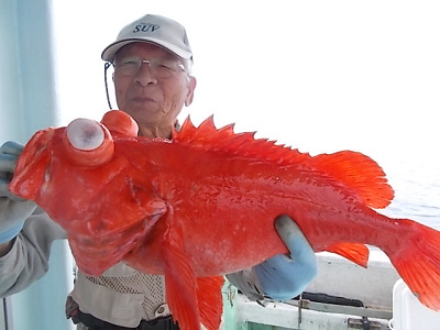 深海釣り アコウ