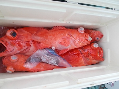 深海釣り アコウ