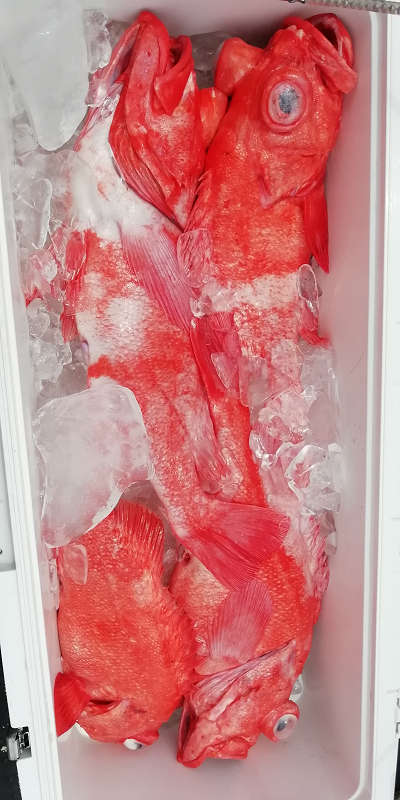 深海釣り アコウ