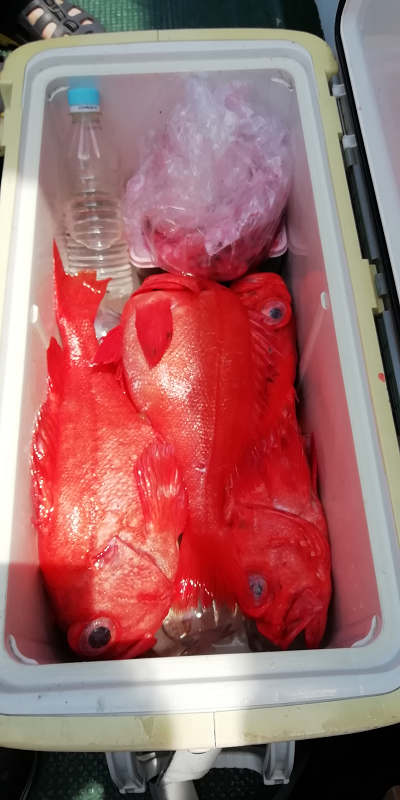 深海釣り アコウ