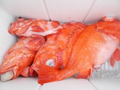 深海釣り アコウ