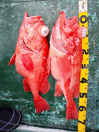 深海釣り アコウ