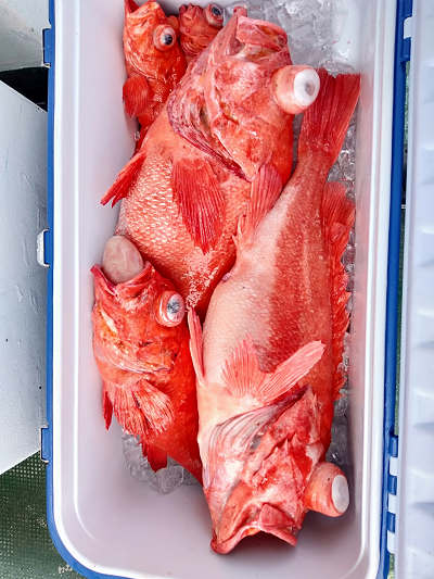 深海釣り アコウ