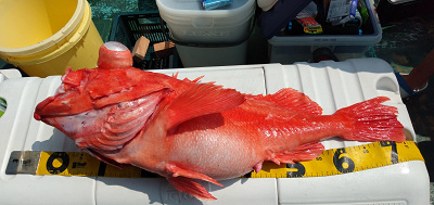 深海釣り アコウ