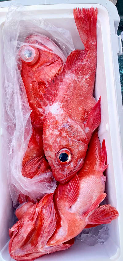 深海釣り アコウ