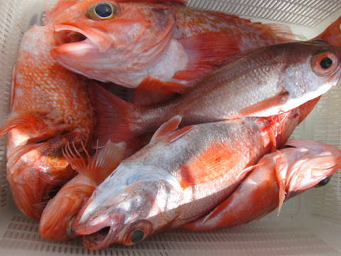 深海釣り