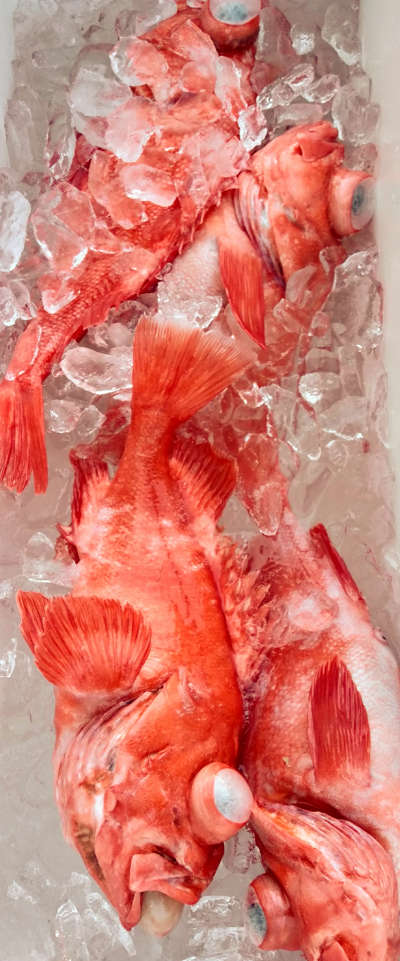 深海釣り アコウ