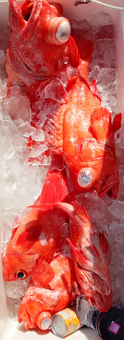 深海釣り アコウ