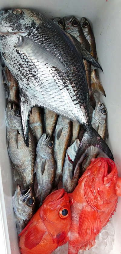 深海釣り アコウ