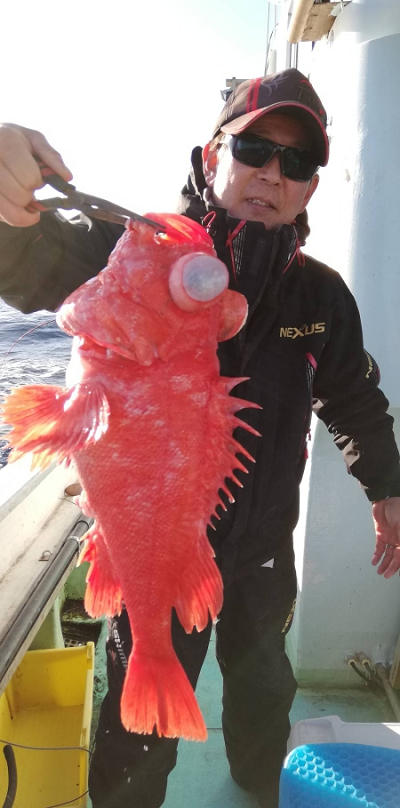 深海釣り アコウ