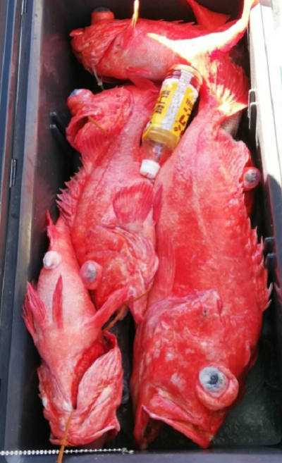 深海釣り アコウ