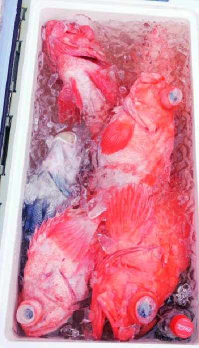深海釣り アコウ