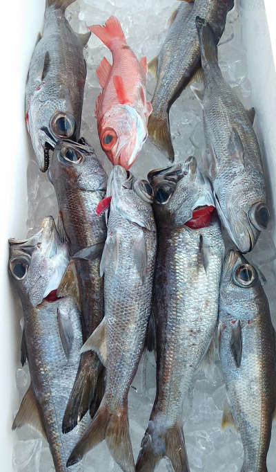 深海釣り