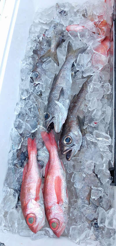 深海釣り