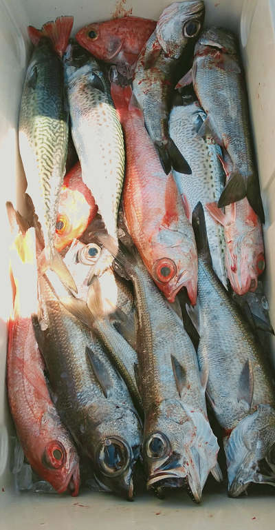深海釣り