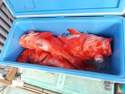 深海釣り アコウ