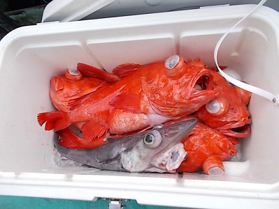 深海釣り アコウ
