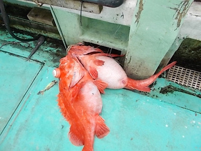 深海釣り アコウ