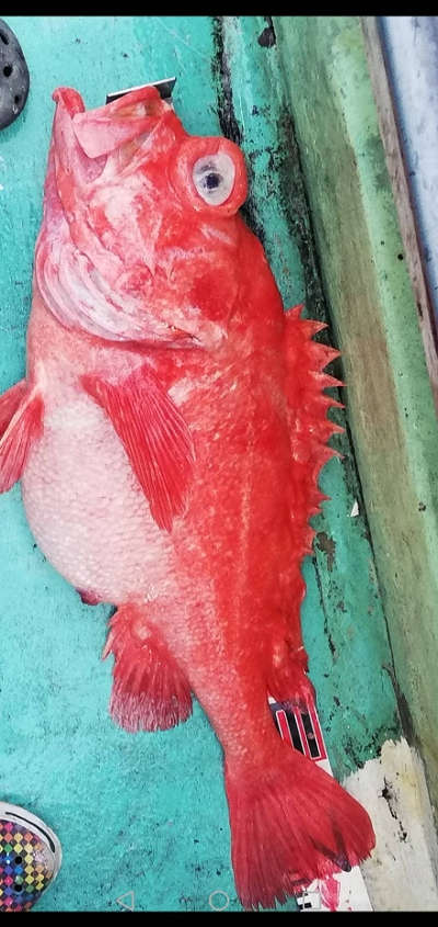深海釣り アコウ