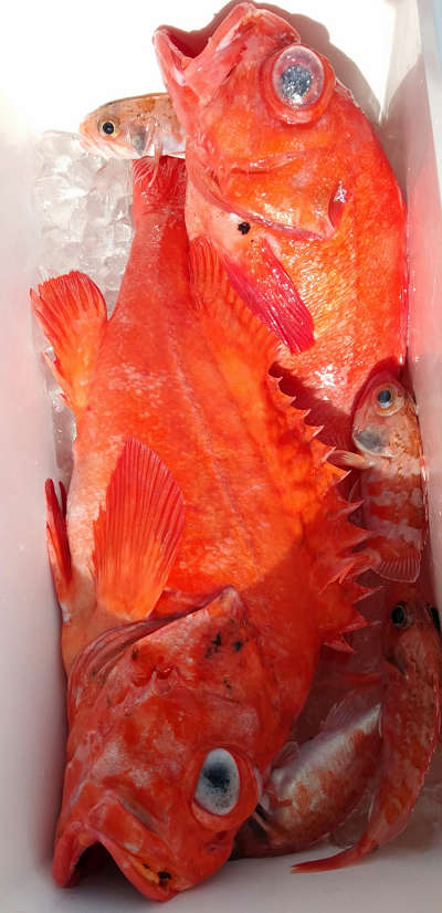 深海釣り アコウ