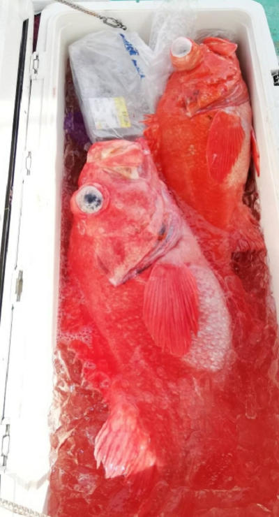 深海釣り アコウ