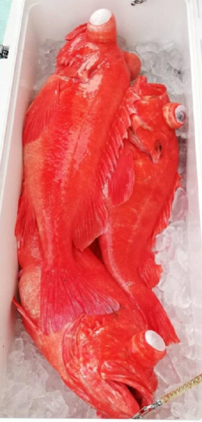 深海釣り アコウ