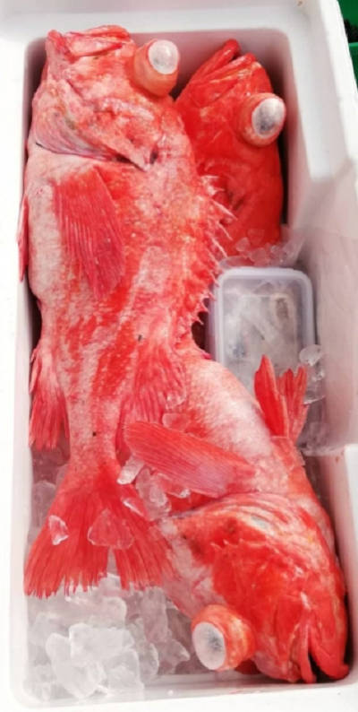 深海釣り アコウ