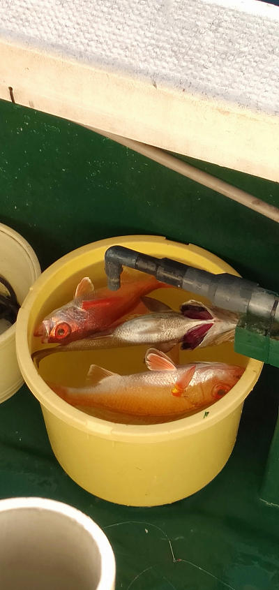 深海釣り アカムツ