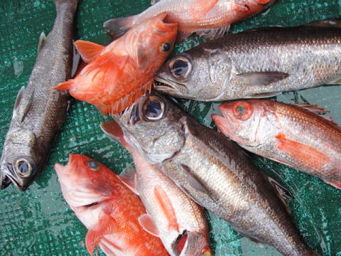 [Cނ