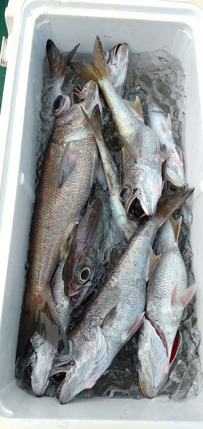 深海釣り