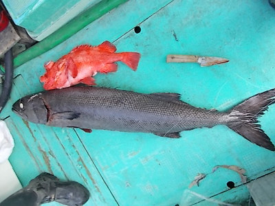 アコウ釣り