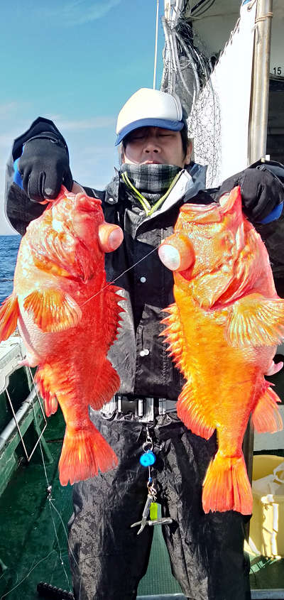 アコウ釣り