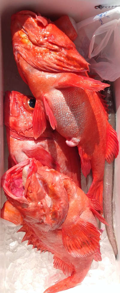 アコウ釣り