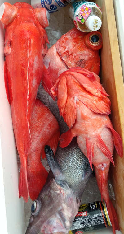 アコウ釣り