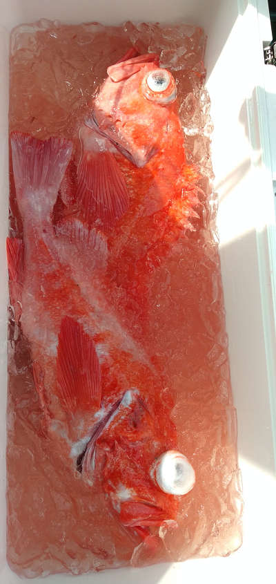 アコウ釣り