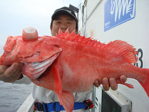 [Cނ