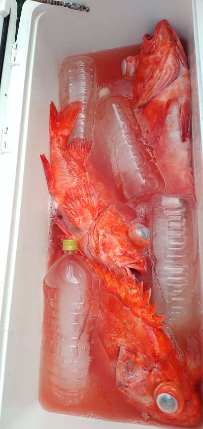 アコウ釣り