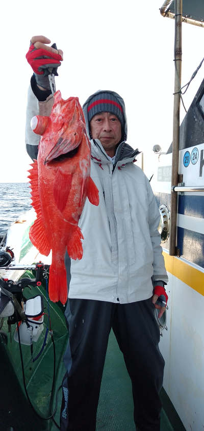 アコウ釣り