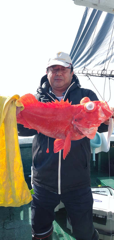 アコウ釣り