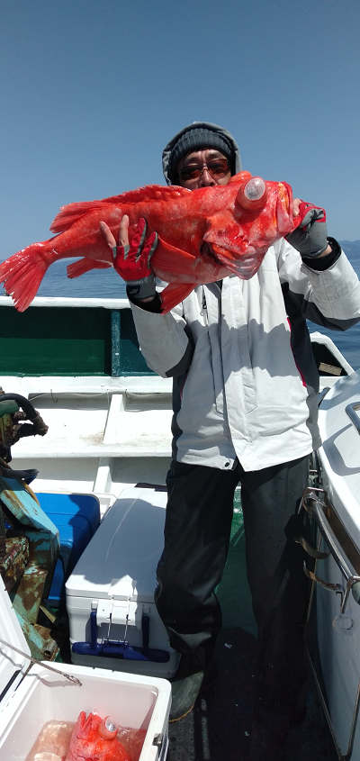 アコウ釣り