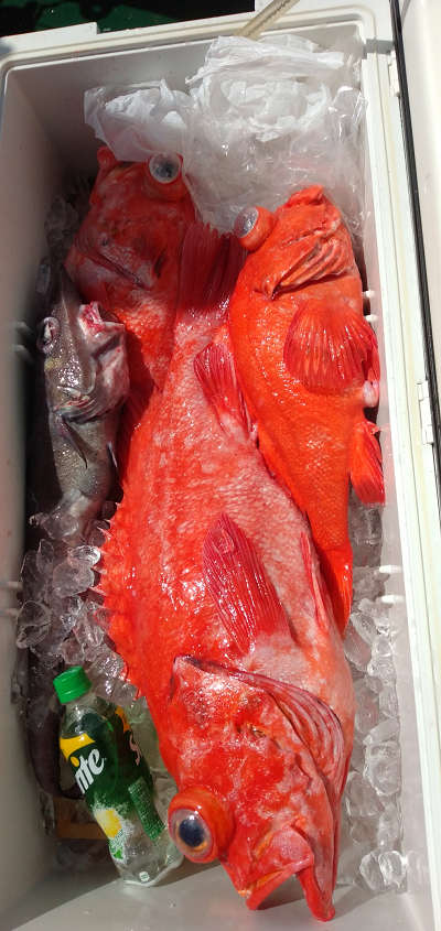アコウ釣り