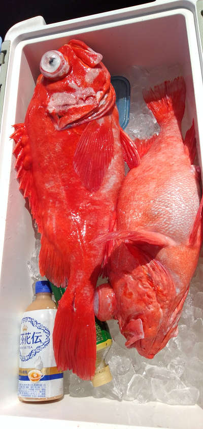 アコウ釣り