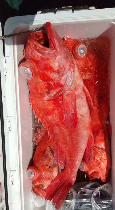 アコウ釣り